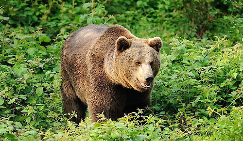 Urlaub am Nationalpark Bayerischer Wald